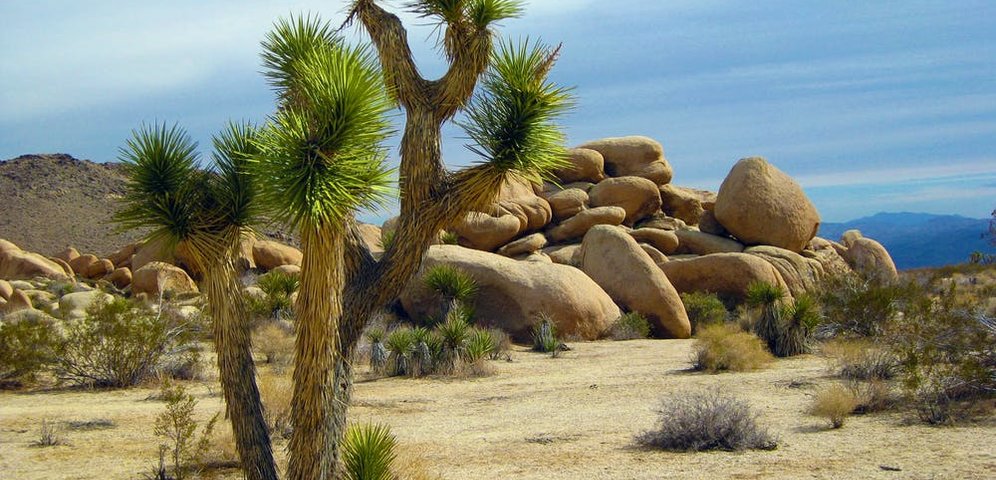 Yucca Shidigera a jej detoxikačné účinky